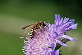Furchenbiene auf Acker-Witwenblume Blüte von Skabiose