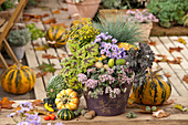 Herbstlich bepflanzter Topf mit Fetthenne, Aster, Blauschwingel und Purpurglöckchen