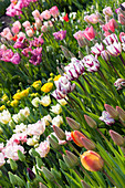 Tulpenbeet im Frühling