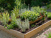 Sage, curry plant, chilli plant and lemongrass in raised bed made from planks