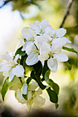 White blooming rhododendron