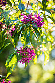 Mexican tree fuchsia