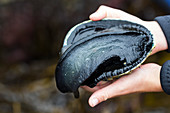 Girl Holding Freshly Gathered Paua