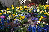 Frühlings-Arrangement mit Tulpen, Narzissen, Heide, Strahlenanemone, Hyazinthen, Traubenhyazinthen und Netziris