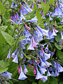 Blütenmakro von Blauglöckchen