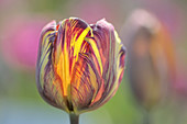Rembrandt-Tulpe Blütenmakro