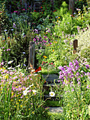 Naturgarten mit bunten Blumen