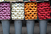 Gerbera Schnittblumen in Farben