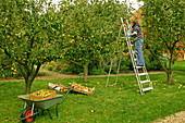 Frau bei der Apfelernte im Obstgarten