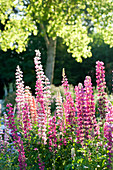 Lupine 'Gallery Pink'
