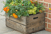 Holzkiste mit Tagetes und Tomaten