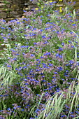 Blühender Borretsch im Garten