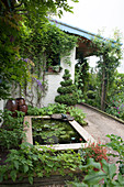 Terrasse mit Teichbecken, Buchs Topiary und Kletterrose