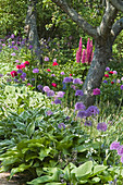 Naturgarten mit Zierlauch, Funkien, Lupinen und Pfingstrosen