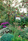 Herbst im Garten mit Zierapfelbaum, Astern, Eisenhut und Chrysantheme