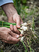 Pulling organic spring onions out of the ground