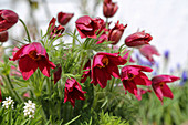 Red pasqueflower