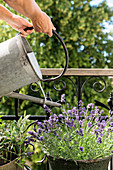 Lavendel auf dem Balkon wird aus Metallkanne gegossen