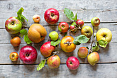 Fresh apples of different varieties harvested from an orchard