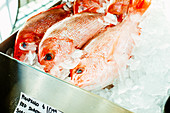 Frische Red Snapper auf Eis in Metallschale auf einem Markt