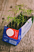 Cosmos seedlings growing in reused Tetra Pak carton