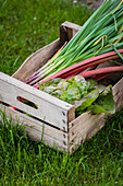 Freshly picked spring onions with salad leaves and rhubarb in a wooden box