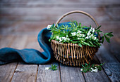 A basket of freshly picked woodruff (galium odoratum)