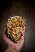 A person holding an oyster