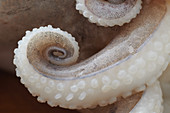 An octopus tentacle