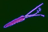 Carrot, Kirlian photograph