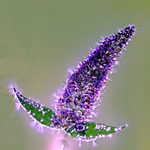 Buddleia flowers, Kirlian photograph