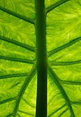 Tropical leaf