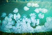 Barrel jellyfish caught in anti-jellyfish net