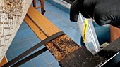 Bed bug infestation sample collection
