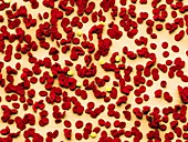Blood cells in malaria infection, ESEM