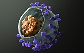 Simian immunodeficiency virus, 3D model