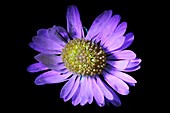 Daisy flower, macrophotograph