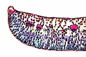 Bearberry leaf, light micrograph