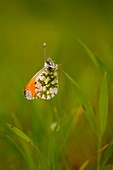 Orange tip butterfly