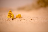 Yellow broomrap (Cistanche tubulosa) flower