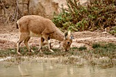 Juvenile ibex