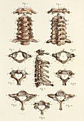 Spinal anatomy and vertebrae, 1866 illustrations