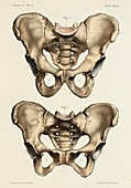 Pelvis anatomy, 1866 illustrations