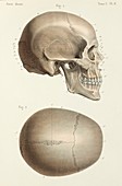 Skull anatomy, 1866 illustrations