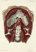 Abdomen and lower side of diaphragm, 1866 illustration
