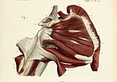Scapula shoulder muscles, 1866 illustration