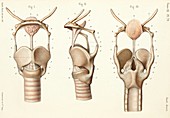 Larynx articulation anatomy, 1866 illustrations