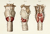 Muscles of the larynx, 1866 illustrations