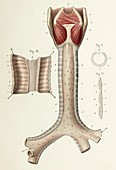 Trachea and bronchi anatomy, 1866 illustrations