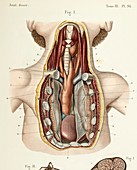 Thymus and chest anatomy in a child, 1866 illustration